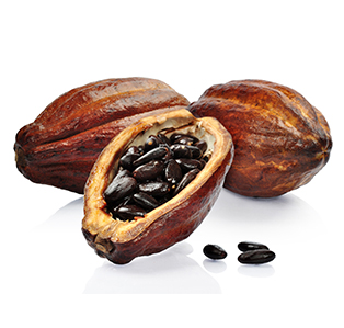 banner cacao